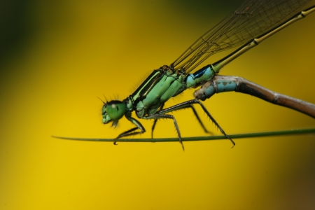 dragonflies matingの写真素材