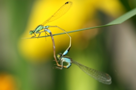 dragonflies matingの写真素材