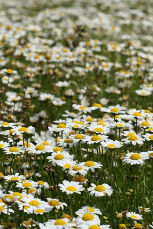 daisy flowerの写真素材