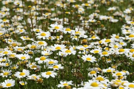 daisy flowerの写真素材