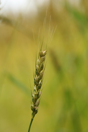 wheat in a fieldの写真素材