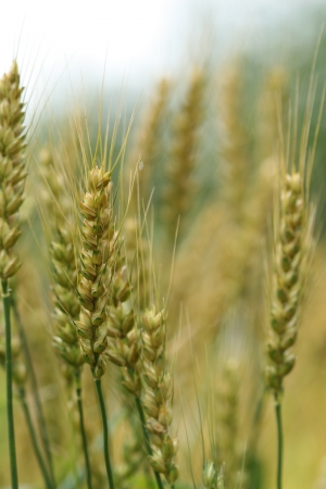 wheat in a fieldの写真素材