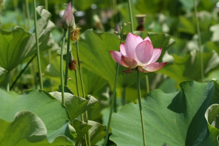 lotus flowerの写真素材