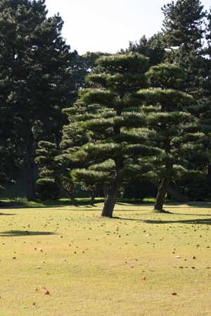 pine treeの写真素材