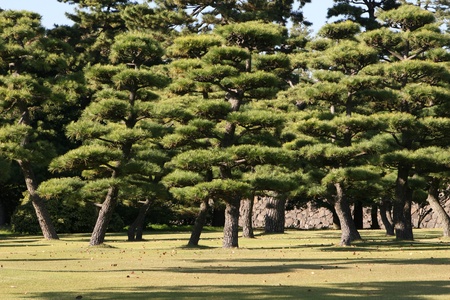 pine treeの写真素材