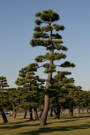 pine treeの写真素材