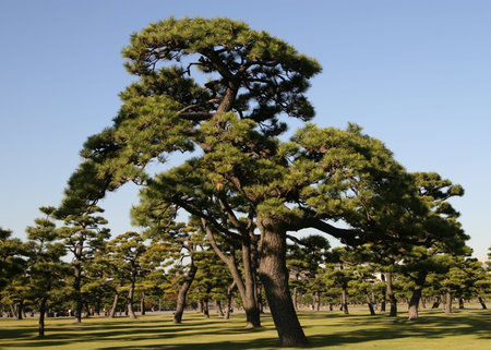 pine treeの写真素材