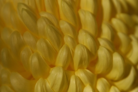 chrysanthemum flowerの写真素材