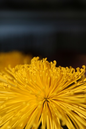 chrysanthemum flowerの写真素材