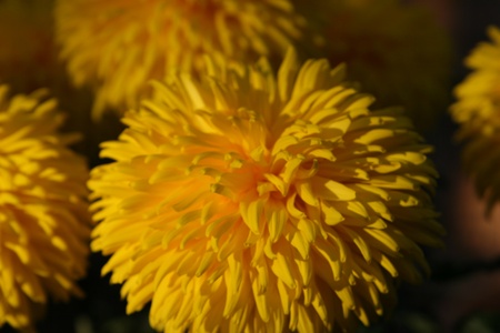 chrysanthemum flowerの写真素材