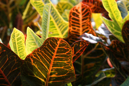 Tropical plant