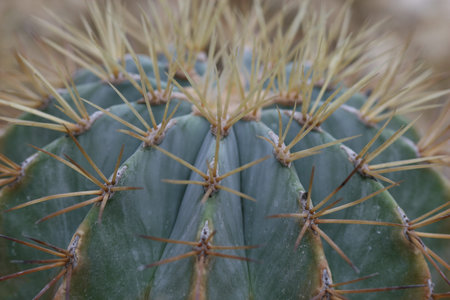 cactus,echinopsis