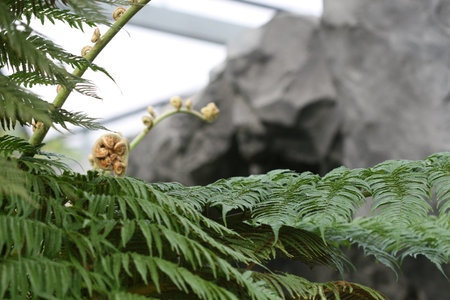 fern