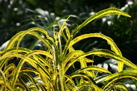 Tropical plantの写真素材