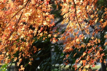 fall leavesの写真素材