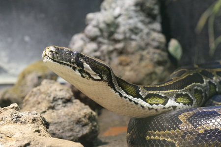 snake