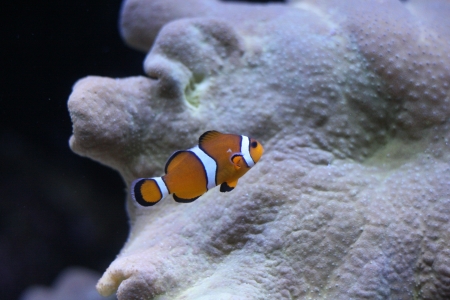 Clown anemonefishの写真素材