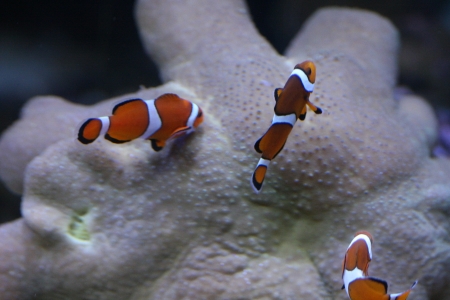 Clown anemonefishの写真素材