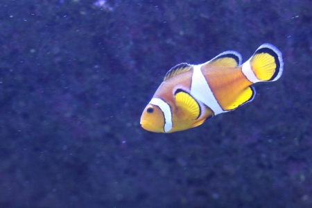 Clown anemonefishの写真素材
