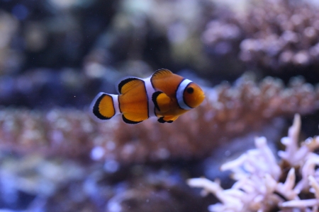 Clown anemonefishの写真素材