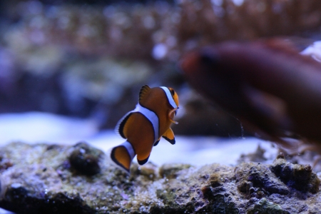 Clown anemonefishの写真素材