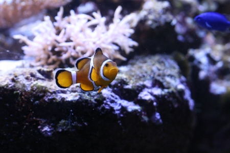 Clown anemonefishの写真素材