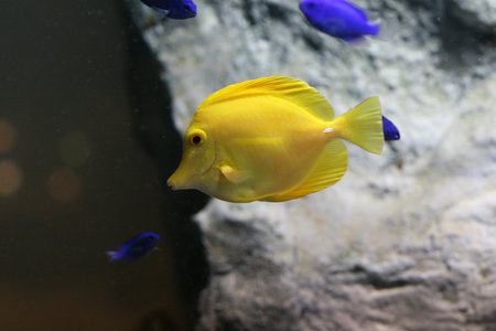 yellow tang