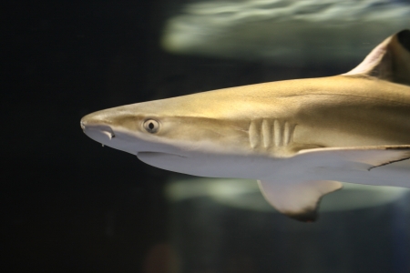 sharkの写真素材