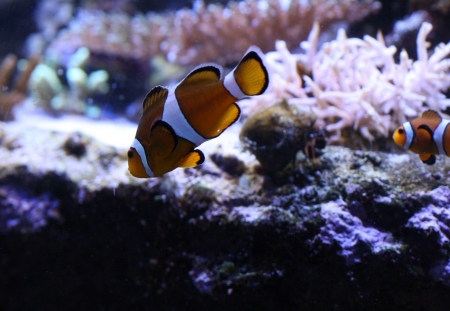 Clown anemonefishの写真素材