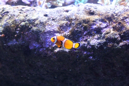 Clown anemonefishの写真素材