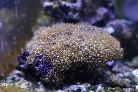 coral reef