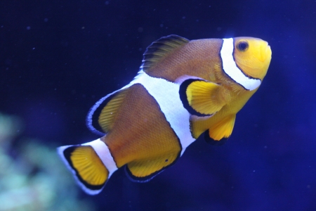 Clown anemonefishの写真素材