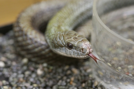 snakeの写真素材