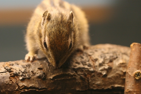 squirrelの写真素材