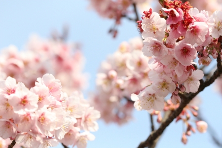 cherry blossomの写真素材