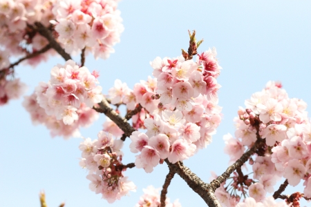 cherry blossomの写真素材