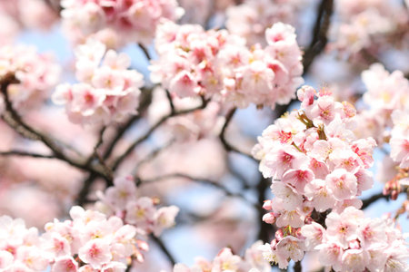 cherry blossom