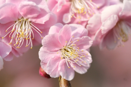 plum blossomの写真素材