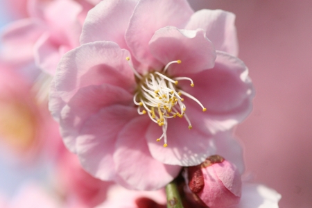 plum blossomの写真素材
