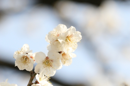 plum blossomの写真素材