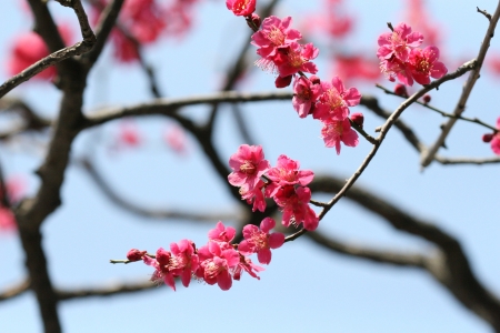 plum blossomの写真素材