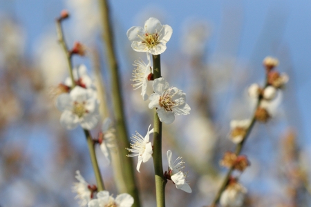 plum blossomの写真素材