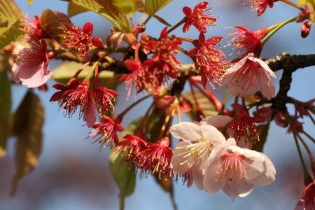 cherry blossomの写真素材