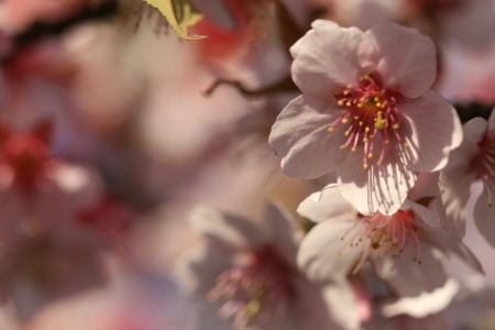 cherry blossomの写真素材