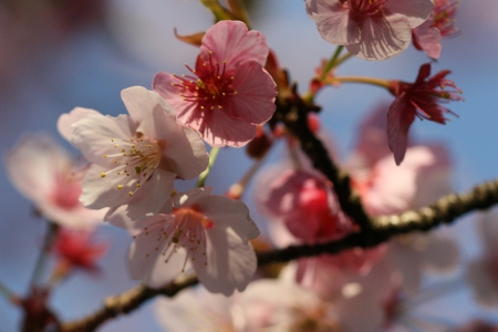 cherry blossomの写真素材