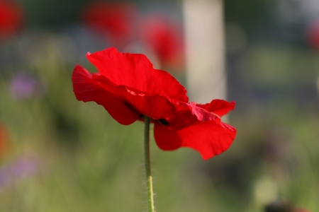 poppy flower redの写真素材