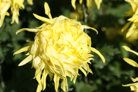 mum flowerの写真素材