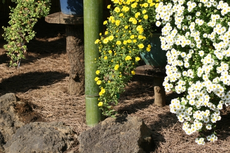 mum flowerの写真素材