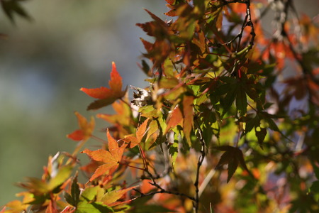 maple leavesの写真素材