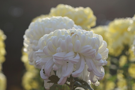 chrysanthemum flowerの写真素材
